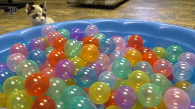 Due gatti si divertono a giocare nella piscina piena di palline | Video