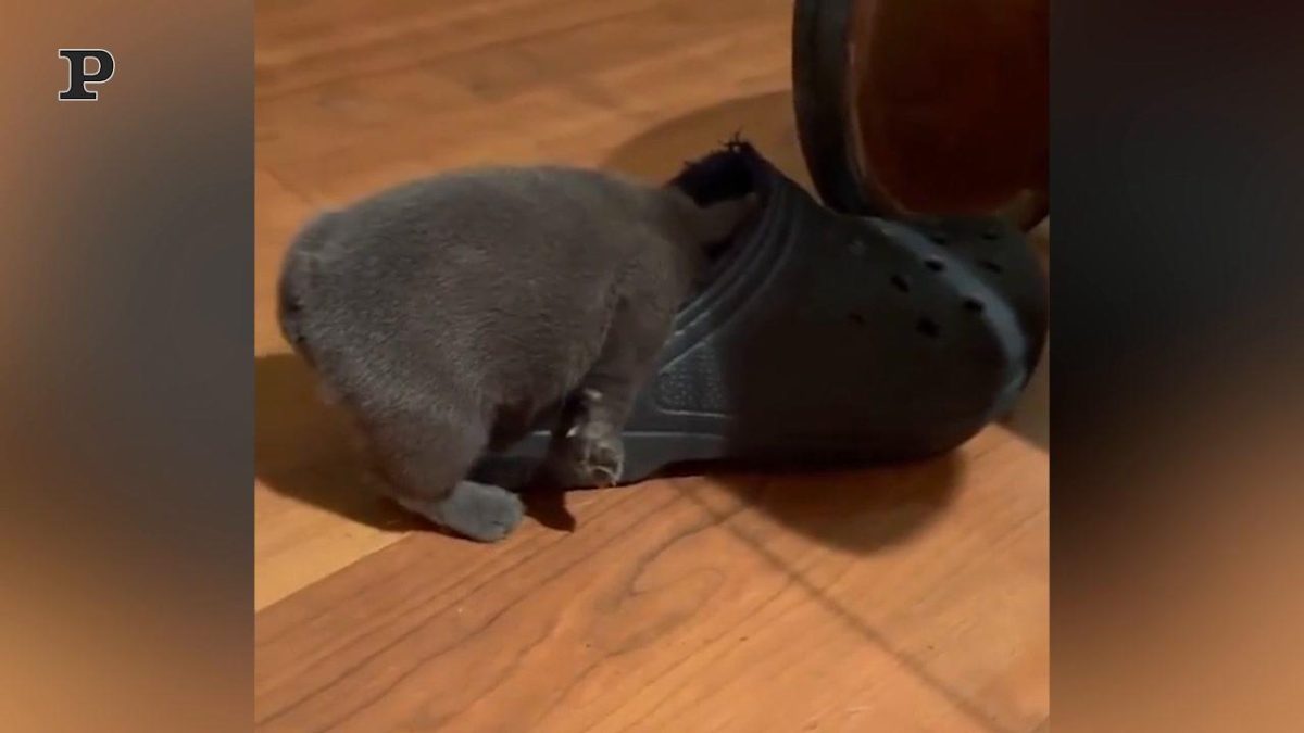 Galleria foto 'Cane dolcissimo si sdraia sul seggiolino di un bambino | Video' - foto 2