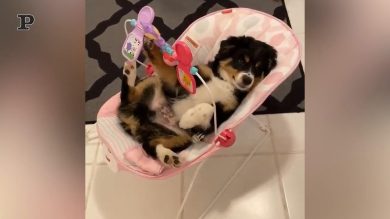 Cane dolcissimo si sdraia sul seggiolino di un bambino | Video