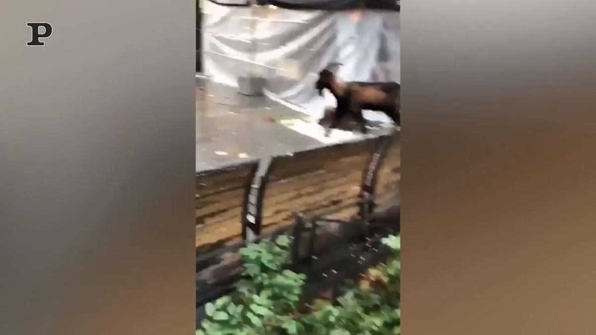 Galleria foto 'Roma, carabiniere alle prese con un roditore | Video' - foto 4