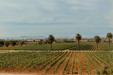 La Provenza nel bicchiere