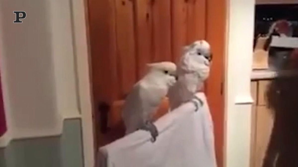 Galleria foto 'Un balletto finito male | Video' - foto 2