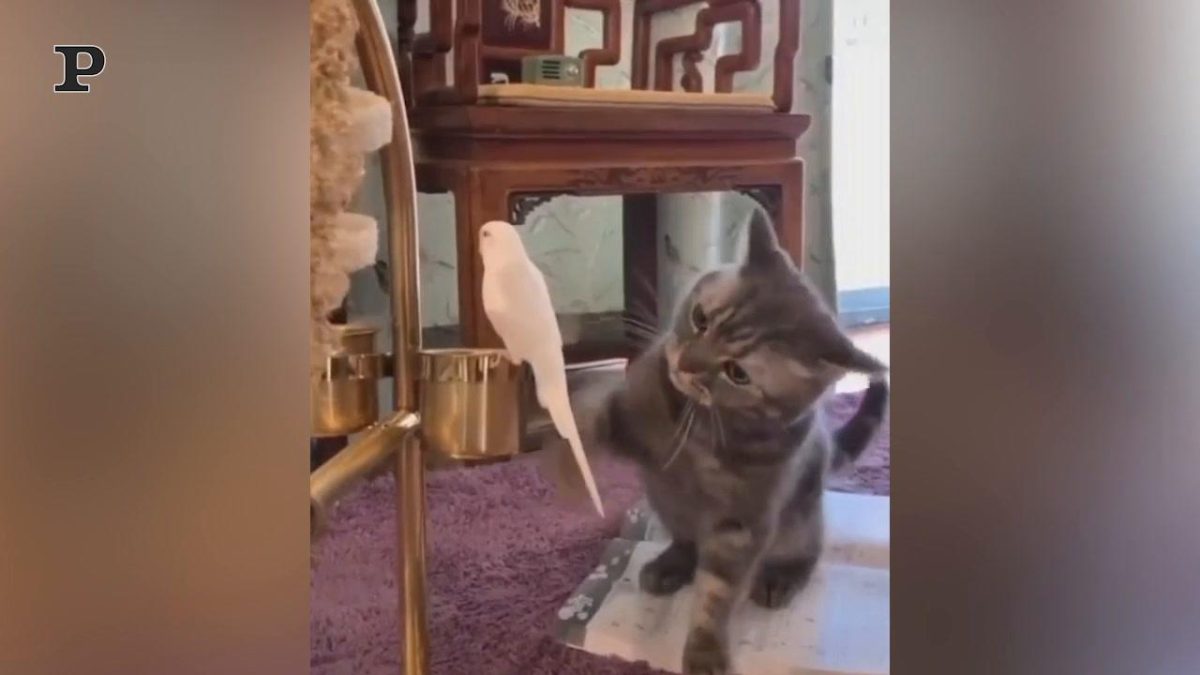 Galleria foto 'Adorabile gattino si diverte a fare il bagnetto | Video' - foto 7