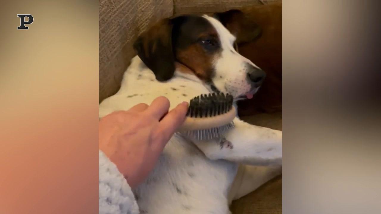 Cane giocherellone si diverte a saltare sul tappeto elastico | Video Cane giocherellone si diverte a saltare sul tappeto elastico | Video