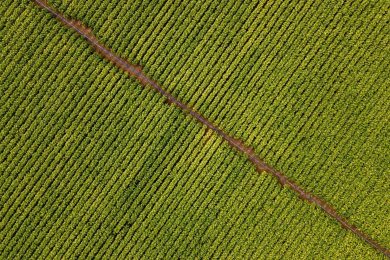 Tabacco, rinnovata l’intesa a favore della filiera tricolore