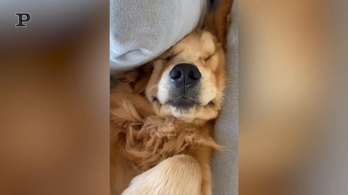 Galleria foto 'Un cane si gode il suo piccolo momento di relax | Video' - foto 2