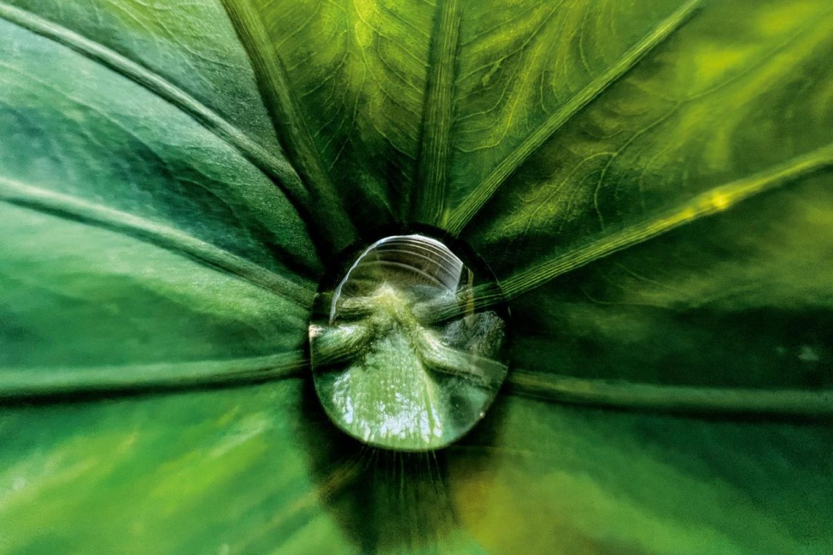 Galleria foto 'Apple, svelati i vincitori di «Shot on iPhone». C’è un italiano' - foto 3