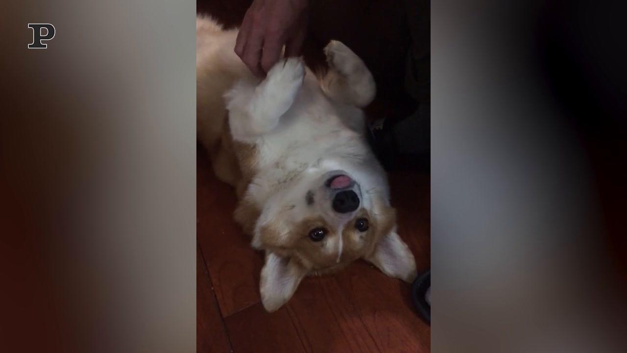 Cane assonnato crolla sul divano | Video