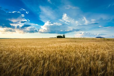 L’autarchia scende in campo
