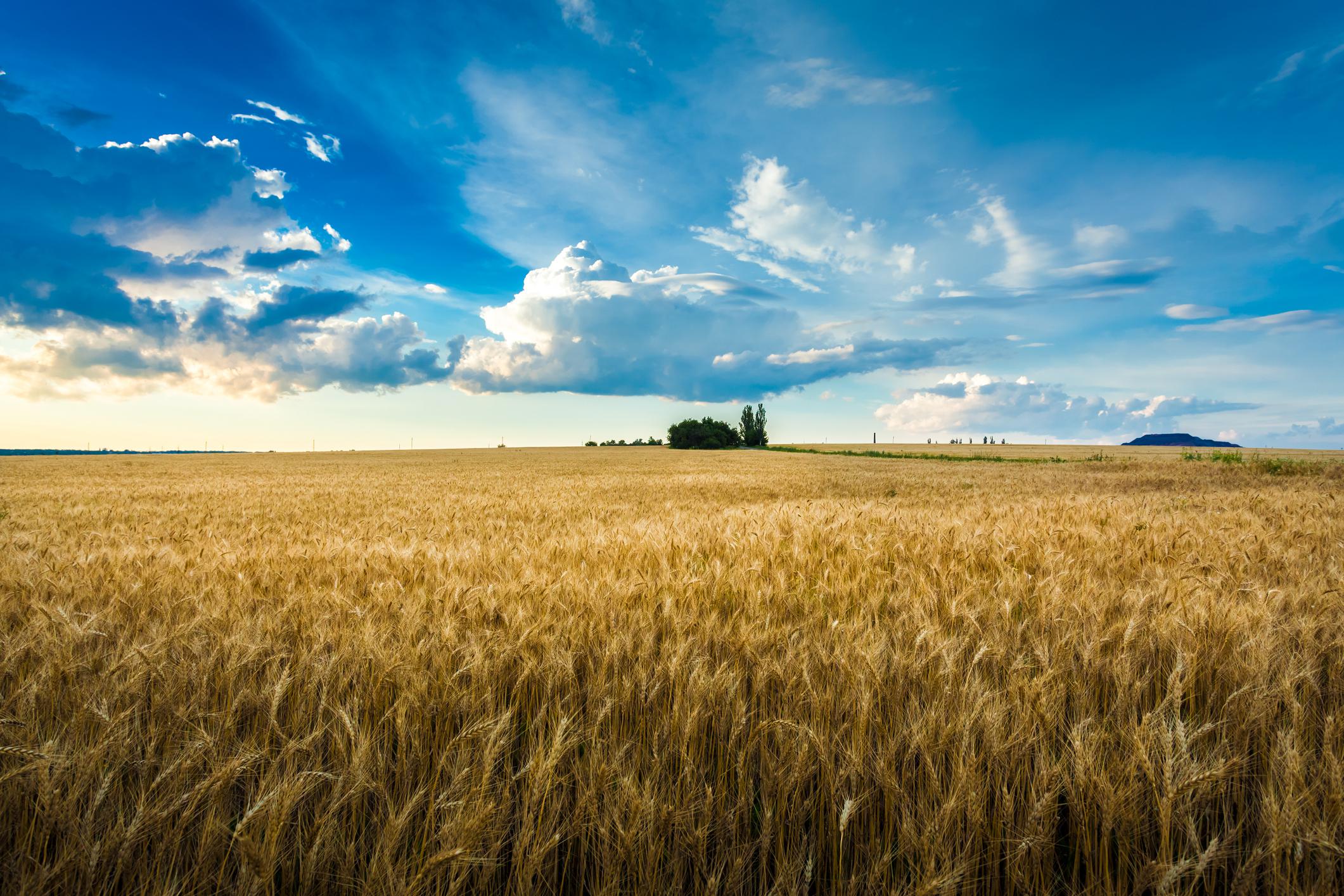 L’autarchia scende in campo