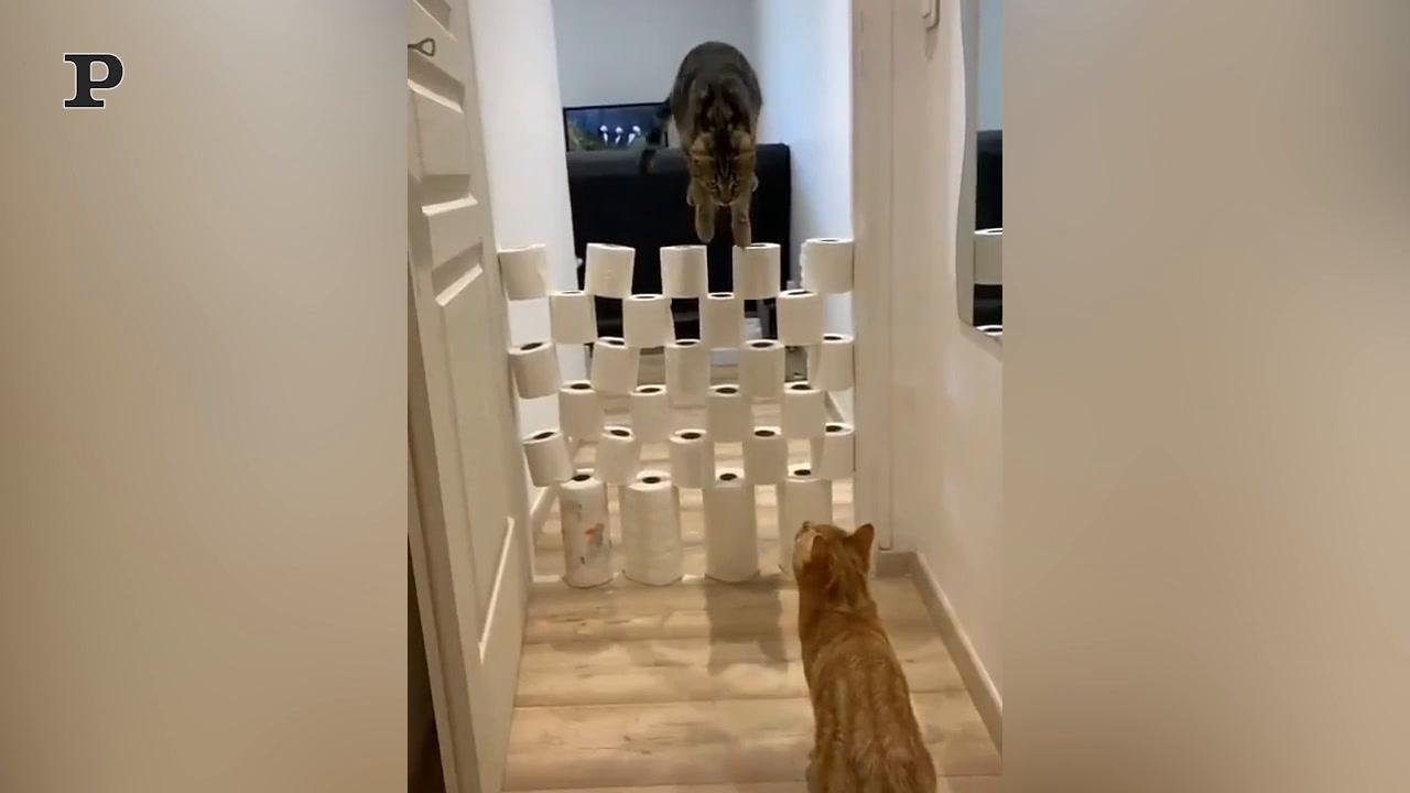 Gatto affamato tenta di rubare una fetta di pizza | Video