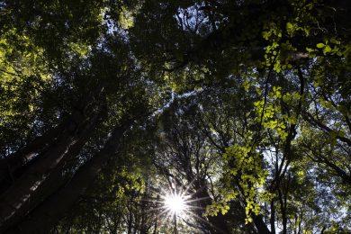 Il piano per riforestare l’Europa dopo due anni è fermo al palo