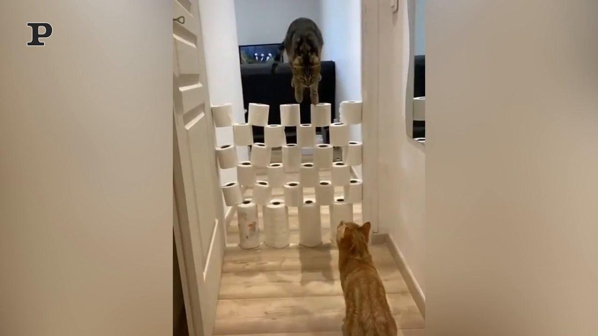 Galleria foto 'Gatto sportivo si allena mentre dorme | Video' - foto 2