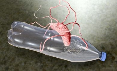 Quel batterio goloso di plastica