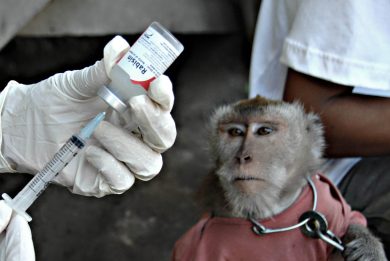 Tutte le armi contro il vaiolo delle scimmie