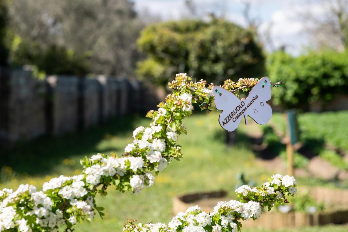 Galleria foto 'La biodiversità vola su ali di farfalla' - foto 14