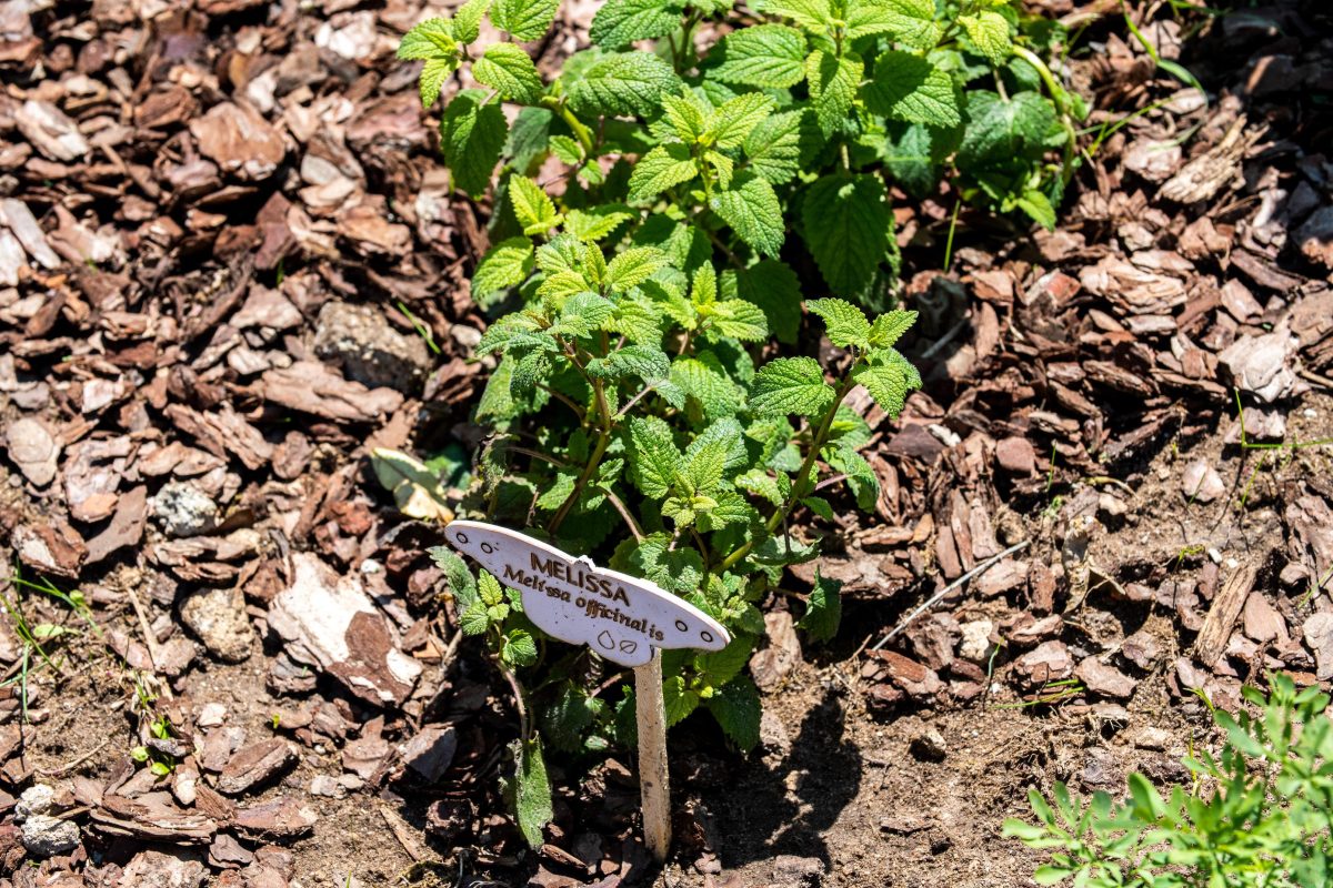 Galleria foto 'La biodiversità vola su ali di farfalla' - foto 13