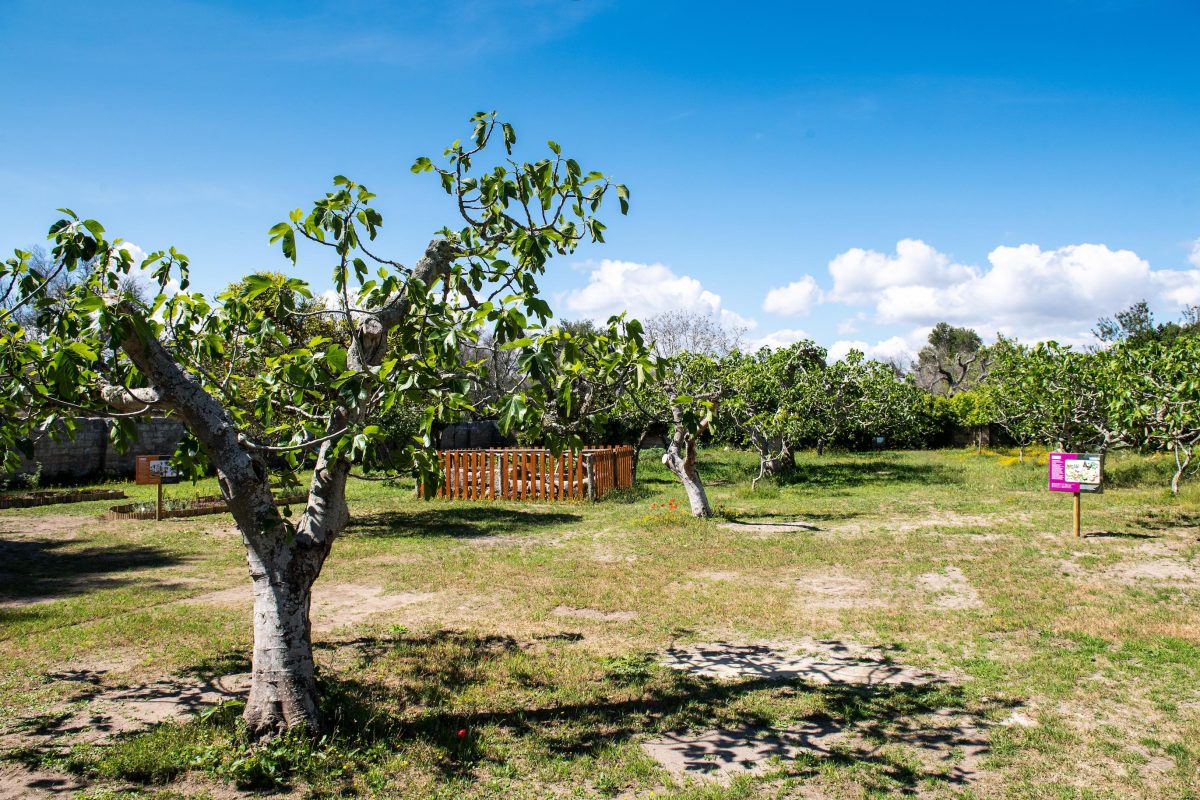 Galleria foto 'La biodiversità vola su ali di farfalla' - foto 12