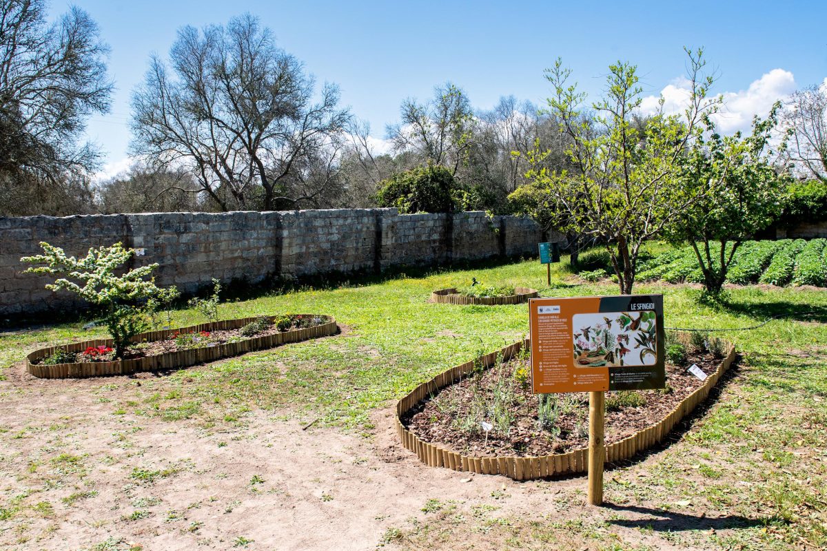Galleria foto 'La biodiversità vola su ali di farfalla' - foto 11