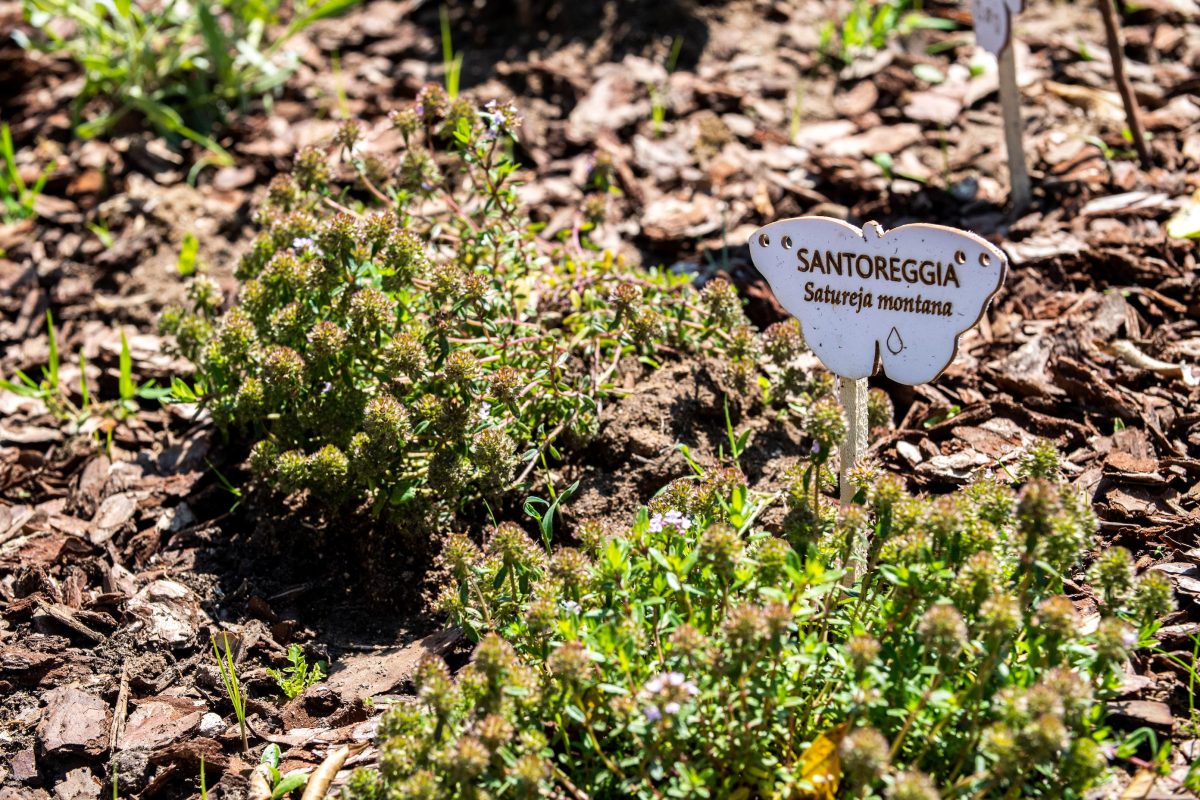 Galleria foto 'La biodiversità vola su ali di farfalla' - foto 10