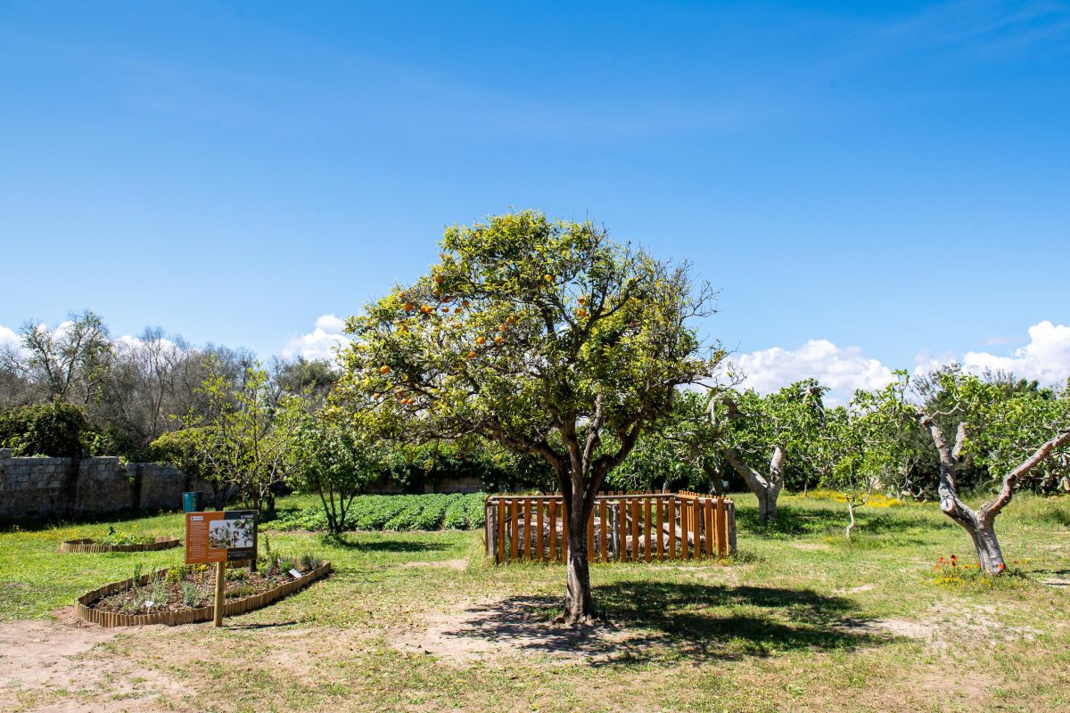 Galleria foto 'La biodiversità vola su ali di farfalla' - foto 9