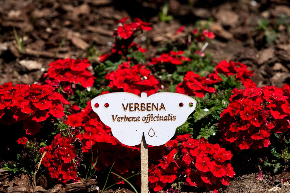 Galleria foto 'La biodiversità vola su ali di farfalla' - foto 8