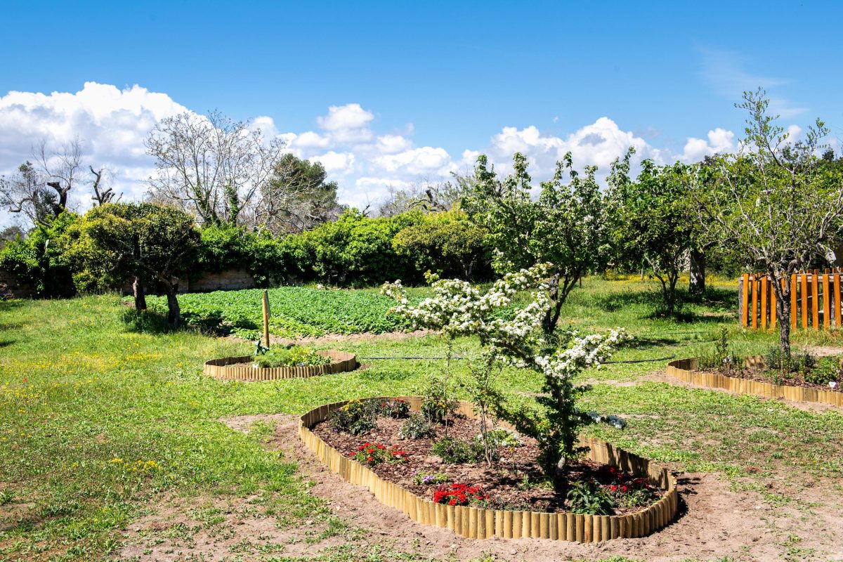 Galleria foto 'La biodiversità vola su ali di farfalla' - foto 7