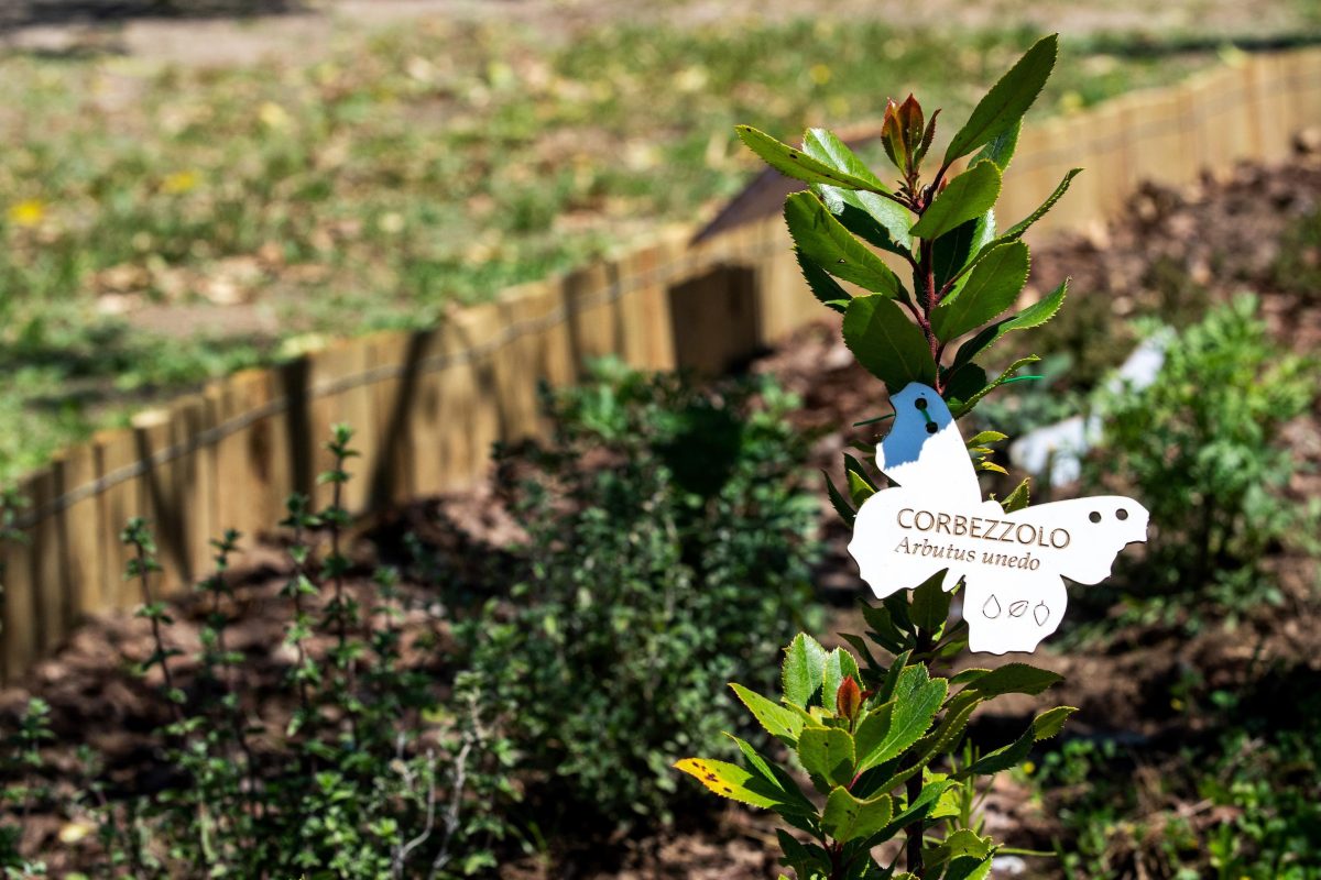 Galleria foto 'La biodiversità vola su ali di farfalla' - foto 6
