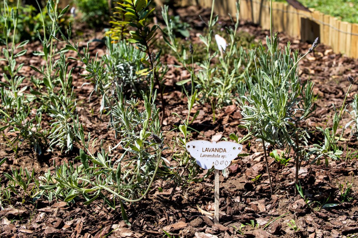 Galleria foto 'La biodiversità vola su ali di farfalla' - foto 5