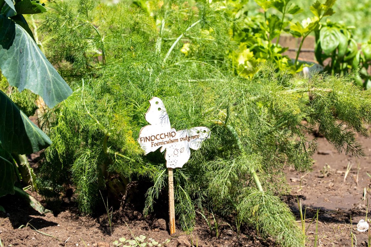Galleria foto 'La biodiversità vola su ali di farfalla' - foto 4