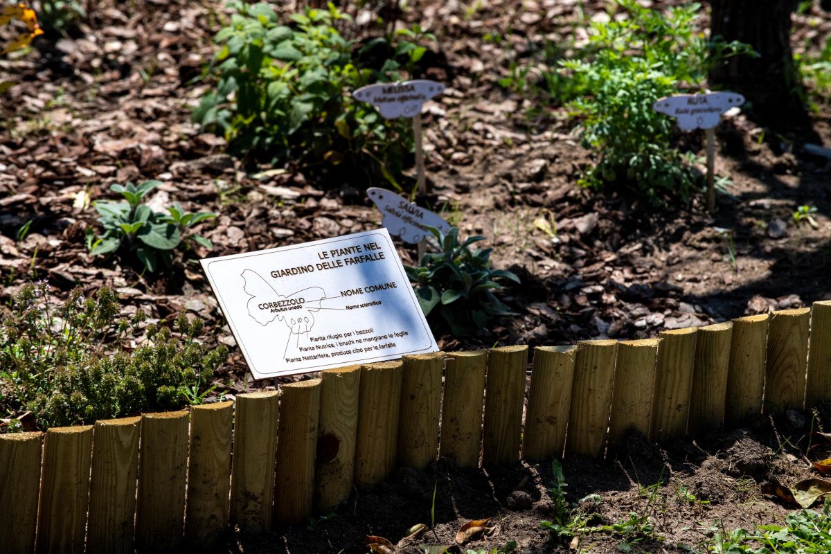 Galleria foto 'La biodiversità vola su ali di farfalla' - foto 3