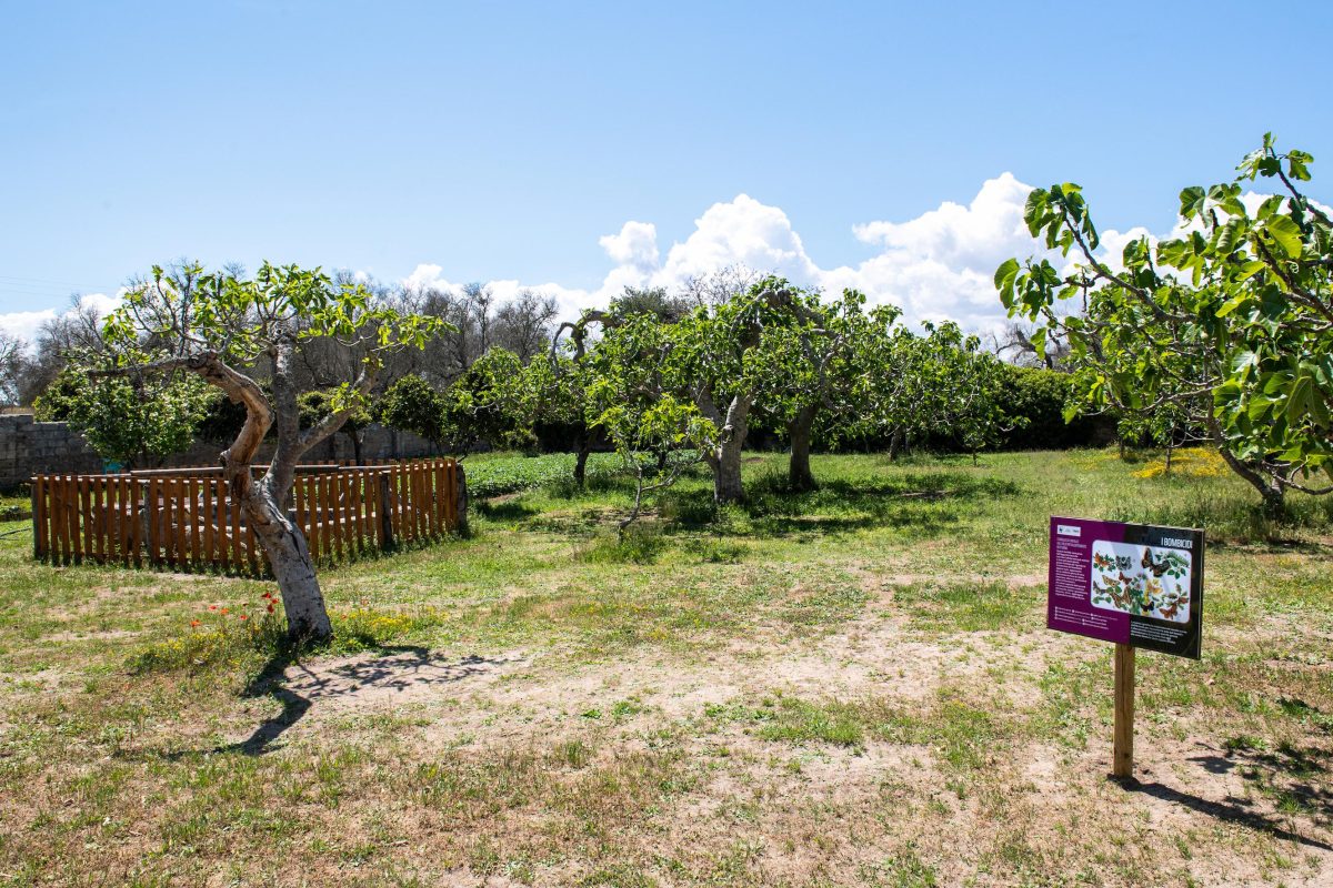 Galleria foto 'La biodiversità vola su ali di farfalla' - foto 2