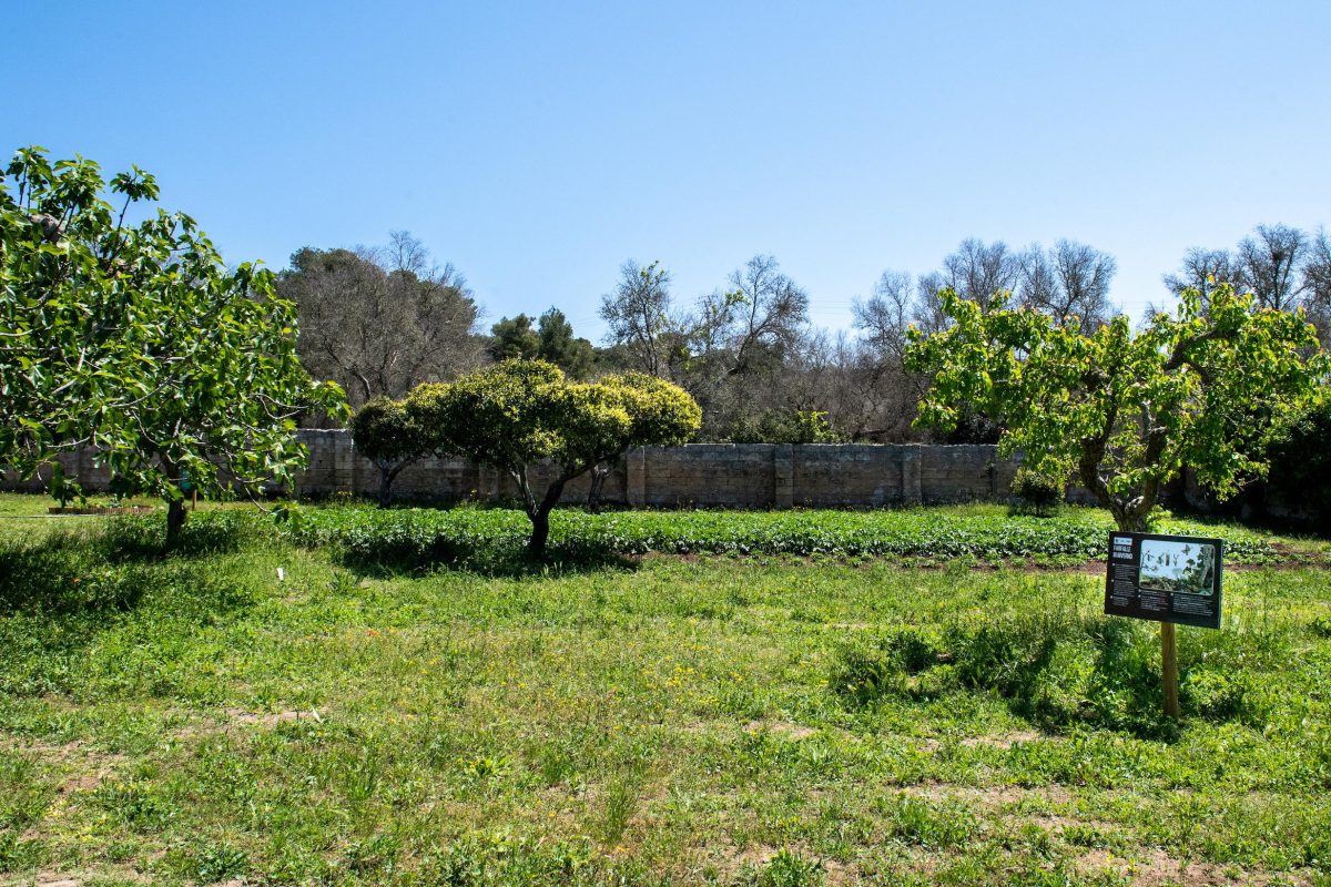 Galleria foto 'La biodiversità vola su ali di farfalla' - foto 15