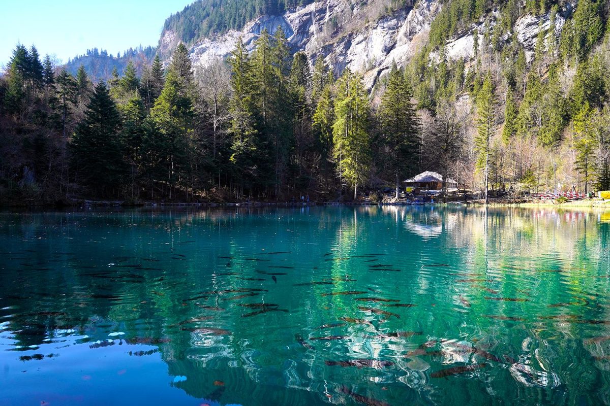 Galleria foto 'A bordo del Trenino verde delle Alpi' - foto 14