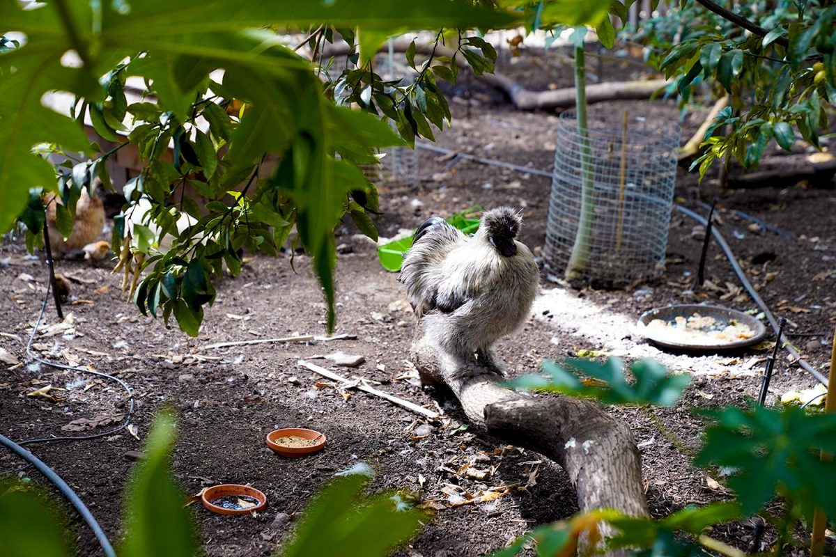 Galleria foto 'A bordo del Trenino verde delle Alpi' - foto 11