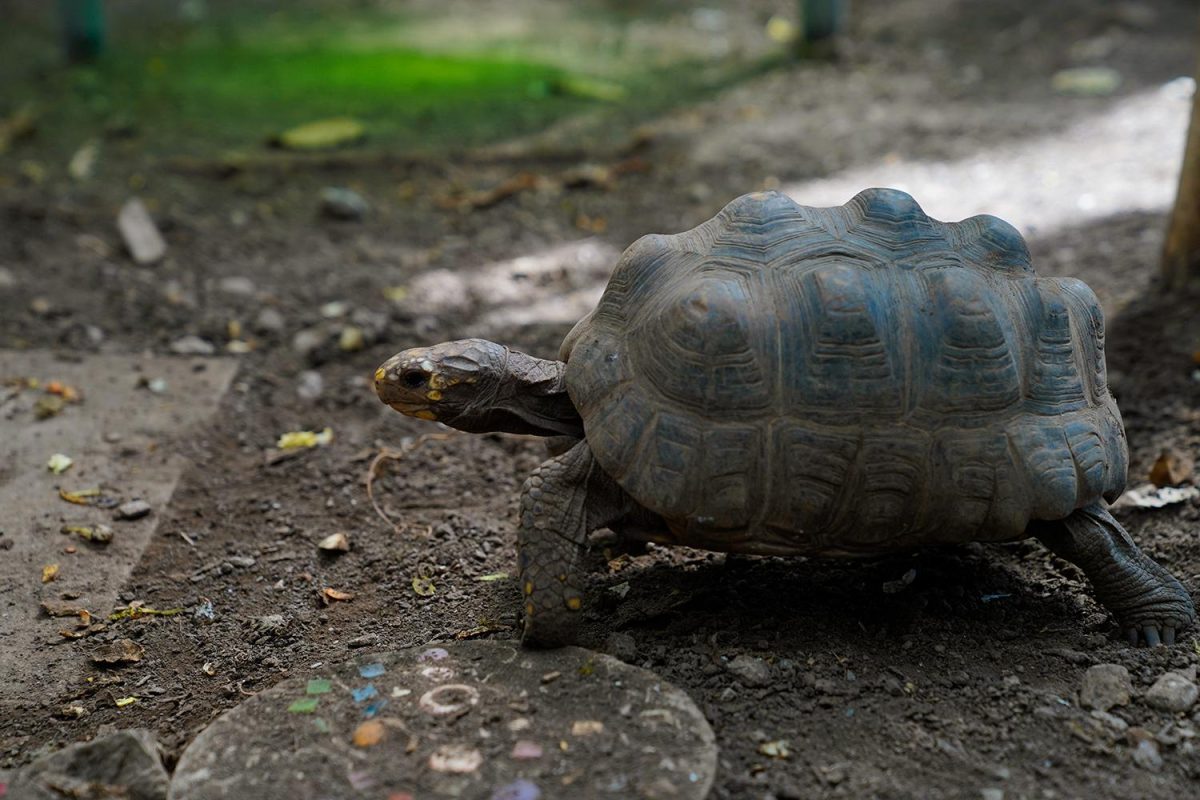 Galleria foto 'A bordo del Trenino verde delle Alpi' - foto 10