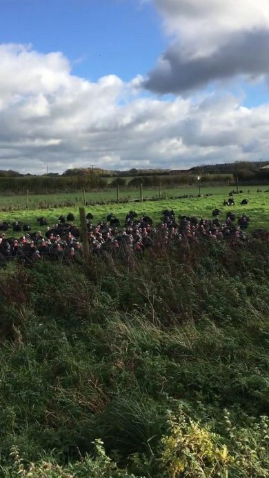La risata (virale) dei tacchini | video