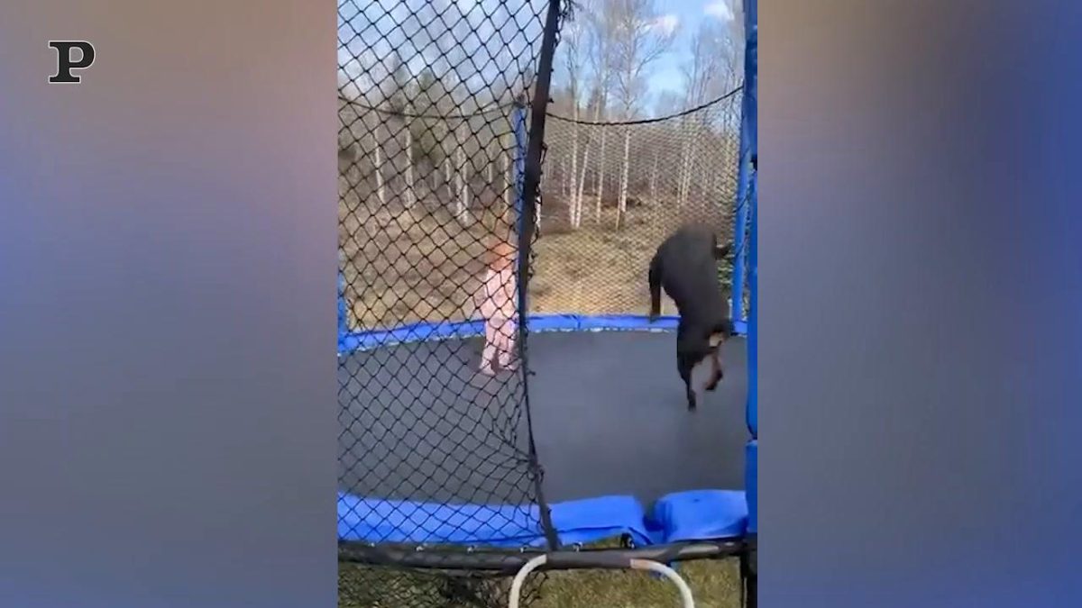 Galleria foto 'Cane giocherellone si diverte a sguazzare nella vasca da bagno | Video' - foto 2