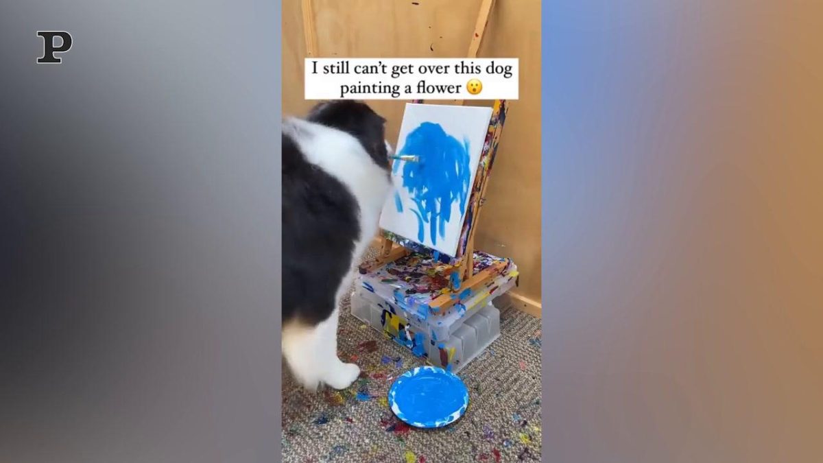 Galleria foto 'Cane giocherellone si diverte a sguazzare nella vasca da bagno | Video' - foto 3
