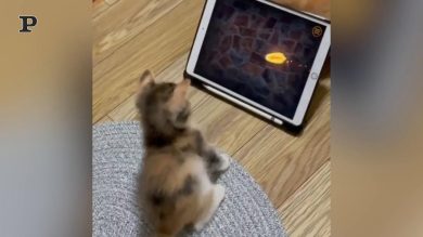 Gatto tecnologico si diverte a giocare con l’Ipad | Video