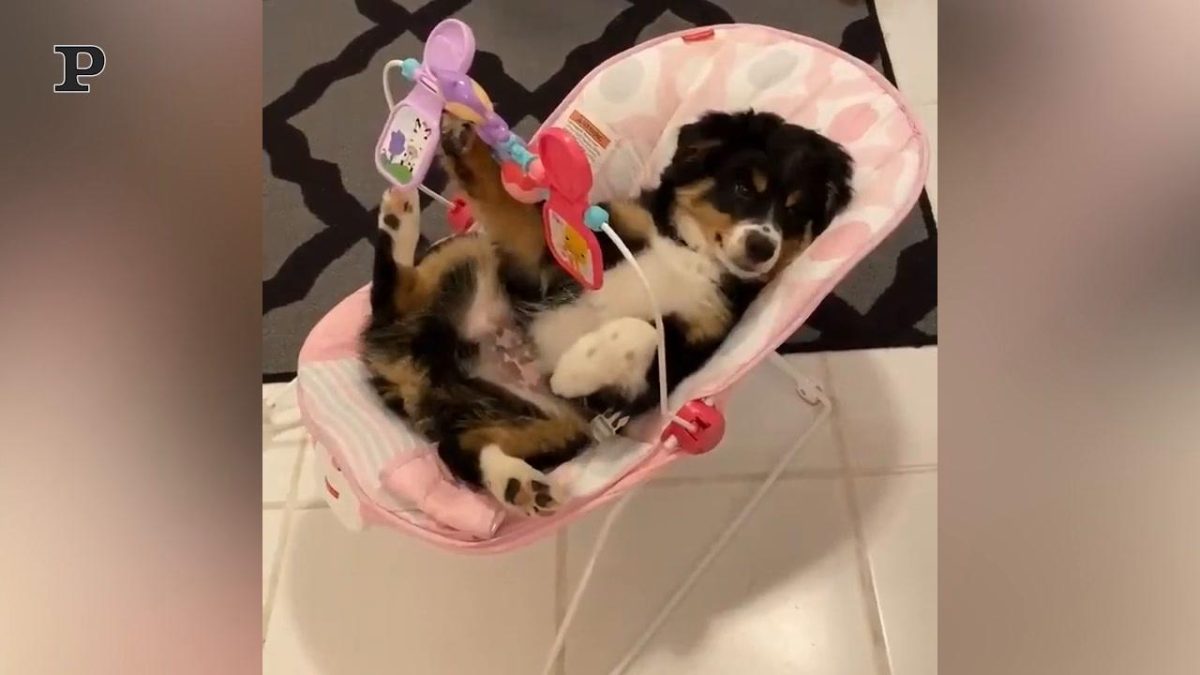 Galleria foto 'Cane pittore realizza un magnifico quadro | Video' - foto 2