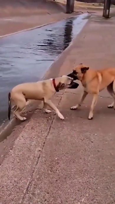 Cane salva un altro cane dalla forza di un torrente | video