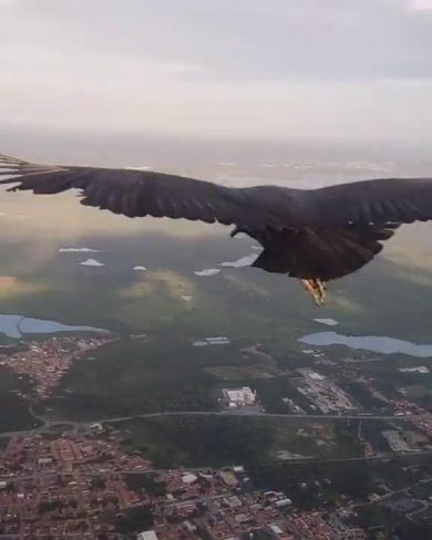 Avvoltoio si posa in volo sul deltaplano | video