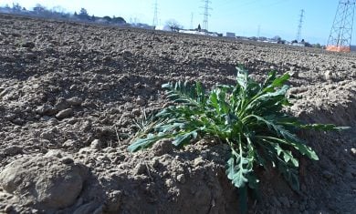 La scienza conferma; non esisteranno più le stagioni