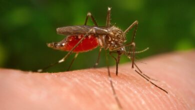 West Nile, seconda vittima nel Lazio: i sintomi sono gravi nell’1% dei casi