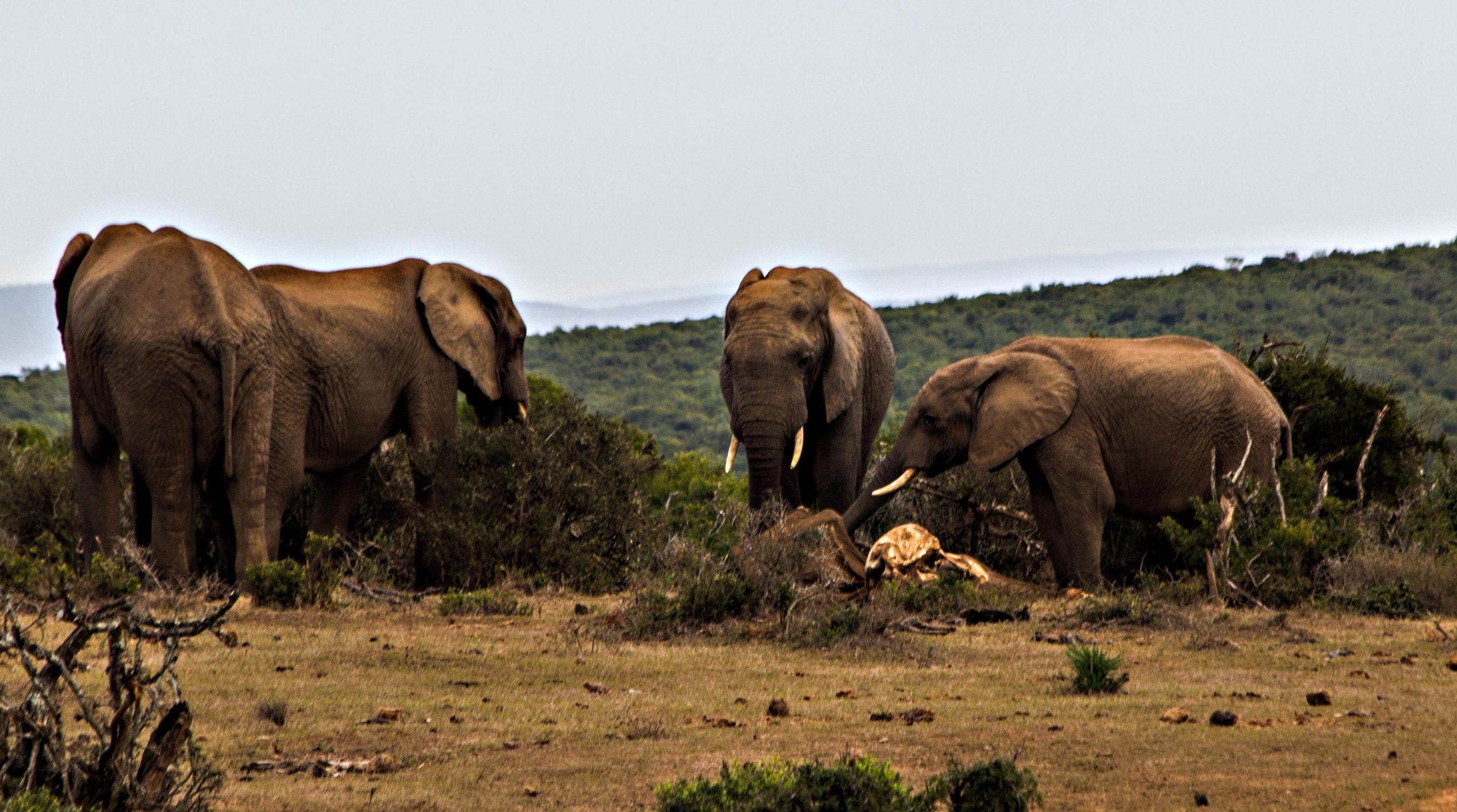 Il senso dell’elefante per la fine Il senso dell’elefante per la fine