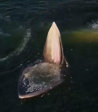 Il pasto della balena, ecco come attira le sue prede I video