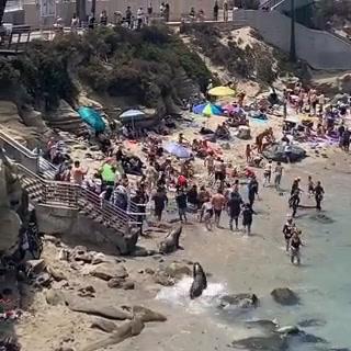 San Diego, leoni marini attaccano bagnanti in spiaggia I video