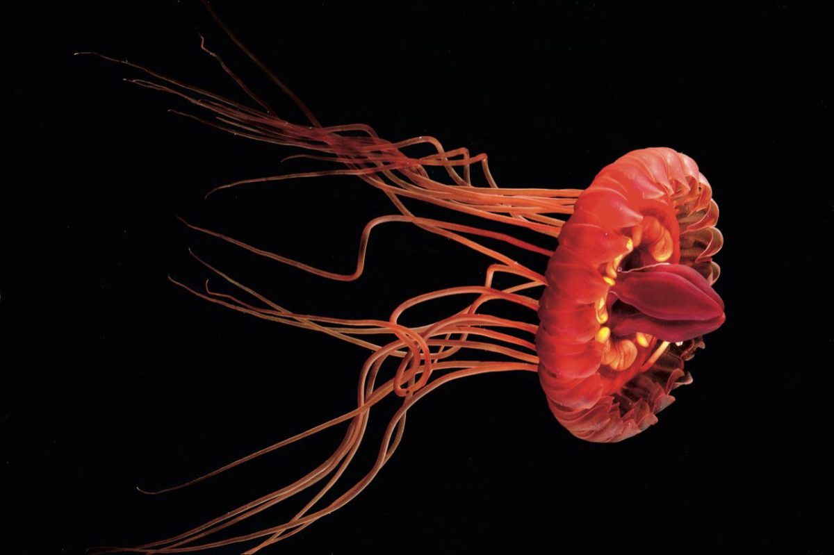 Galleria foto 'Cronache dagli abissi' - foto 3