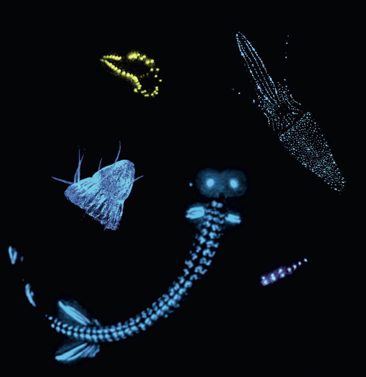 Galleria foto 'Cronache dagli abissi' - foto 4